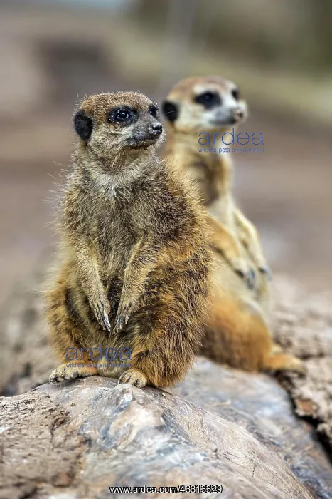: Erdmannchen (Suricata suricatta), sitzen auf Stein : Erdmannchen (Suricata suricatta), sitzen auf Stein