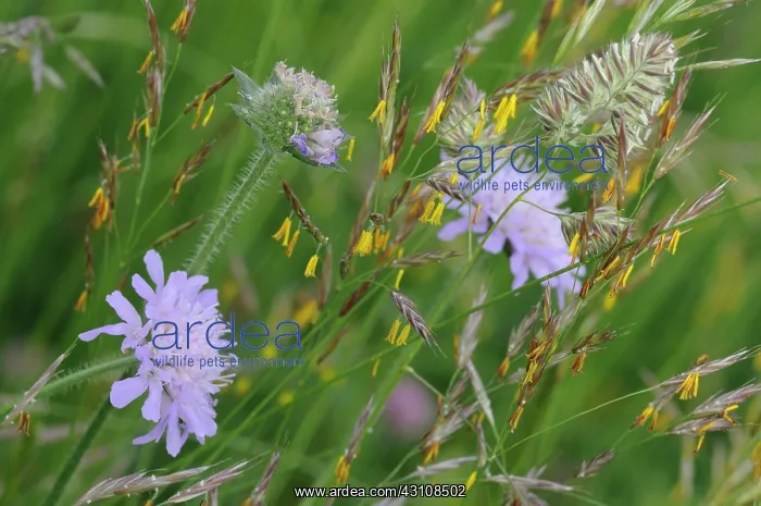 : Erect Brome (Bromus erectus) in pollination Northern : Erect Brome (Bromus erectus) in pollination Northern