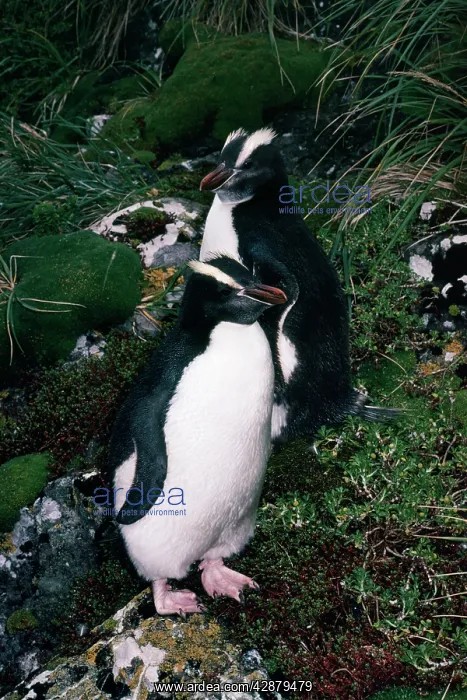 : Erect-crested Penguin : Erect-crested Penguin