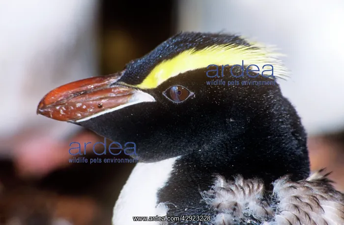 : Erect-crested Penguin - moulting, note nictitating membrane : Erect-crested Penguin - moulting, note nictitating membrane