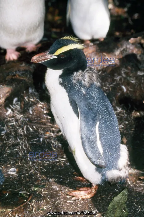 : Erect-crested Penguin - moulting : Erect-crested Penguin - moulting