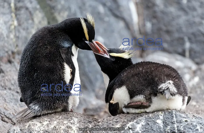  : Erect-crested Penguin parent feeding chick