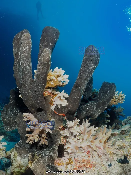: Erect finger sponge (Hyrtios erectos), diver in : Erect finger sponge (Hyrtios erectos), diver in