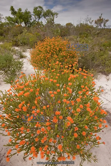 : Eremaea brevifolia - growing on sand in Kwongan heath : Eremaea brevifolia - growing on sand in Kwongan heath