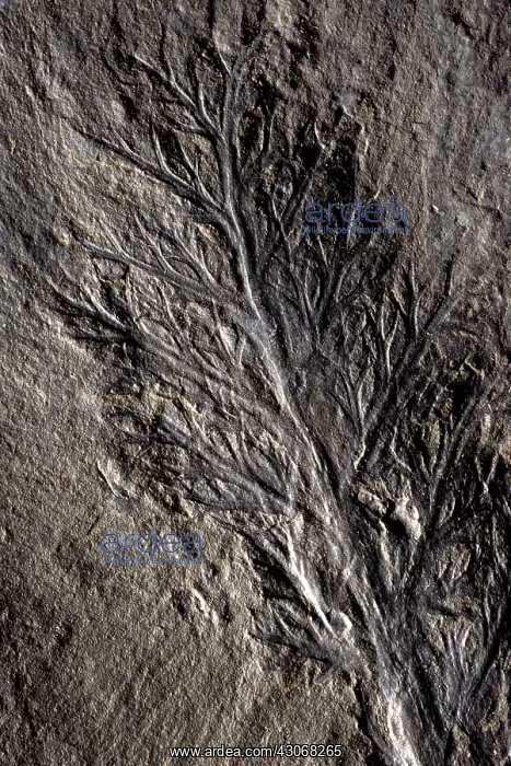: Eremopteris Fossil : Eremopteris Fossil