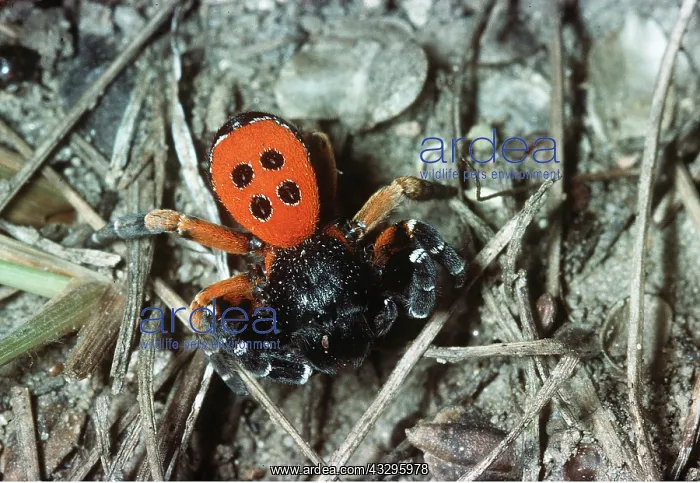 : Eresus / Ladybird SPIDER : Eresus / Ladybird SPIDER
