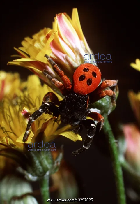 : Eresus / Ladybird SPIDER - male : Eresus / Ladybird SPIDER - male