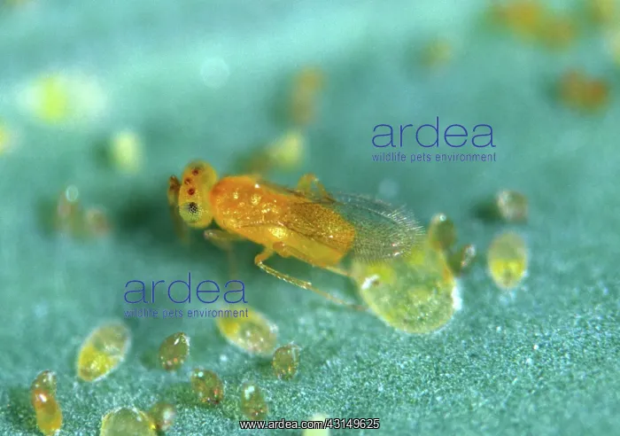 : Eretmocerus mundus : Eretmocerus mundus