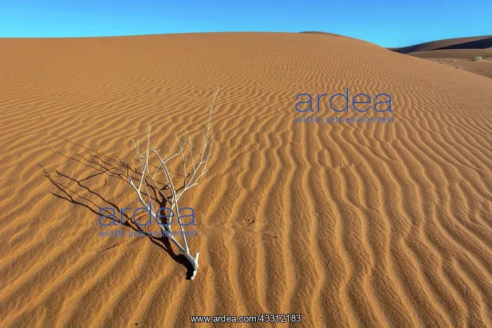 : Erg Chebbi, dunes in the sand desert of Merzouga : Erg Chebbi, dunes in the sand desert of Merzouga