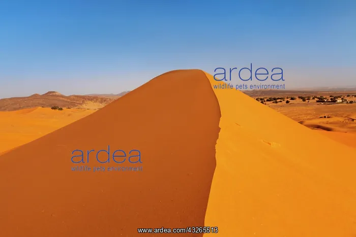 : Erg Chebbi, sand dune, southern Morocco, Morocco : Erg Chebbi, sand dune, southern Morocco, Morocco