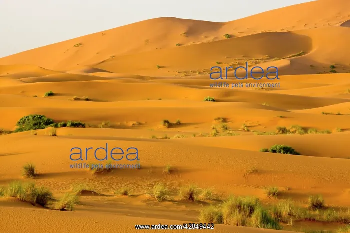 : Erg Chebbi sand dunes : Erg Chebbi sand dunes