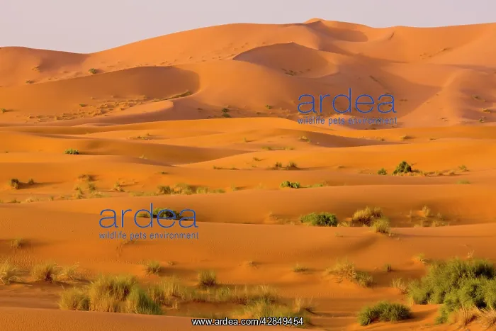 : Erg Chebbi sand dunes : Erg Chebbi sand dunes