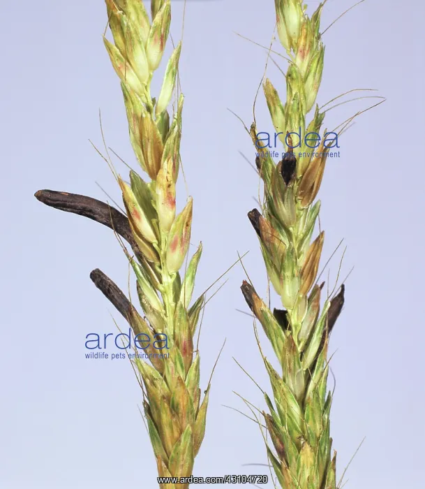 : Ergot (Claviceps purpurea) : Ergot (Claviceps purpurea)