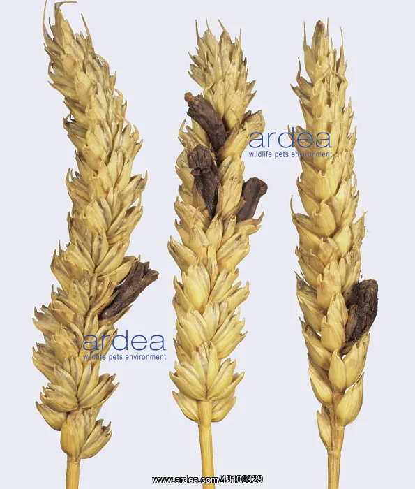 : Ergot (Claviceps purpurea) on wheat : Ergot (Claviceps purpurea) on wheat