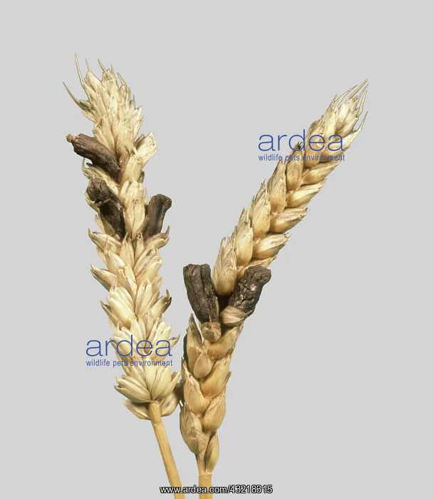 : Ergot infects Wheat : Ergot infects Wheat