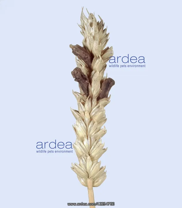 : Ergot in ripe wheat ear : Ergot in ripe wheat ear