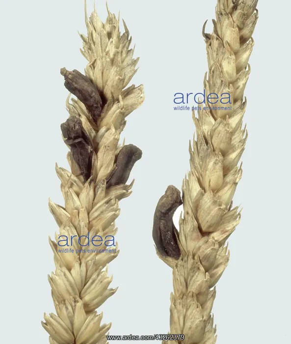 : Ergot in wheat ear : Ergot in wheat ear