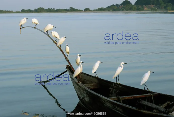  : Ergrets Perching on Boat