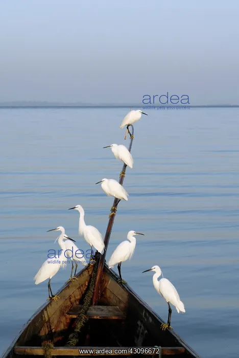  : Ergrets Perching on Boat