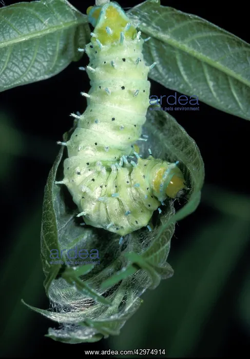 : Eri Silkmoth - Caterpillar : Eri Silkmoth - Caterpillar