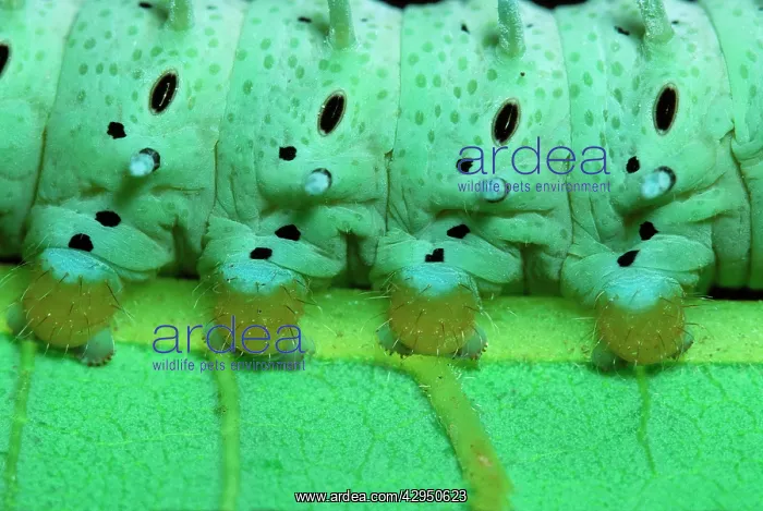 : Eri Silkmoth Caterpillar - detail of, on a Tree-of-heavenIs : Eri Silkmoth Caterpillar - detail of, on a Tree-of-heavenIs