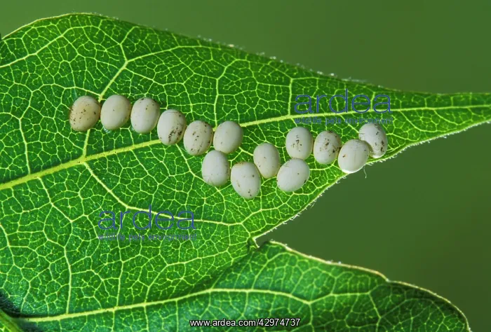: Eri Silkmoth - Eggs : Eri Silkmoth - Eggs