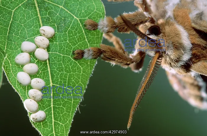 : Eri Silkmoth - Female laying its eggs on a Tree-of-heaven's : Eri Silkmoth - Female laying its eggs on a Tree-of-heaven's