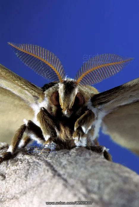 : Eri Silkmoth - Male : Eri Silkmoth - Male
