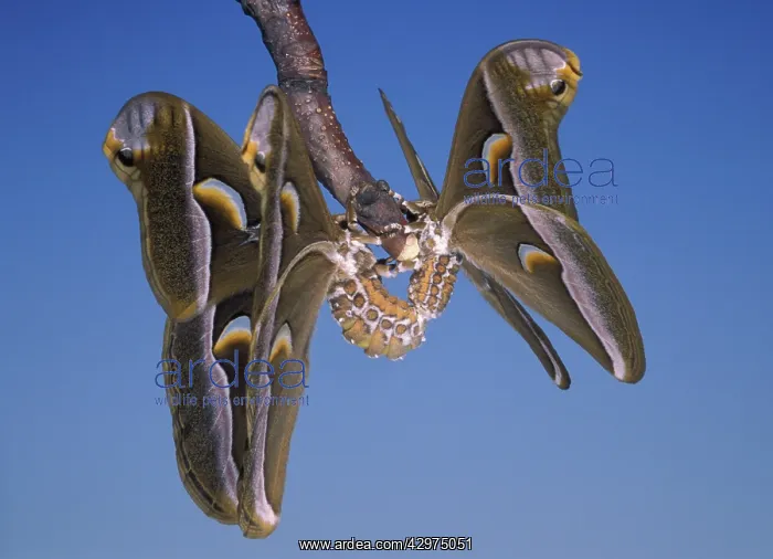 : Eri Silkmoth - mating : Eri Silkmoth - mating