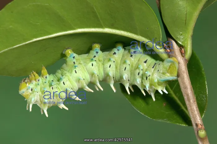 : Eri Silkworm Moth - Caterpillar of the hybridation : Eri Silkworm Moth - Caterpillar of the hybridation