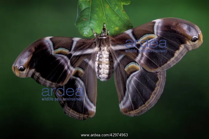 : Eri Silkworm Moth - Female : Eri Silkworm Moth - Female