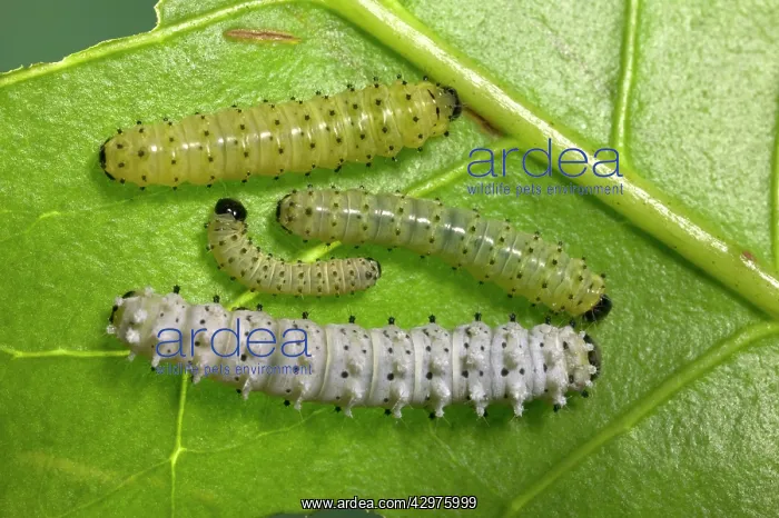 : Eri Silkworm - young caterpillar : Eri Silkworm - young caterpillar