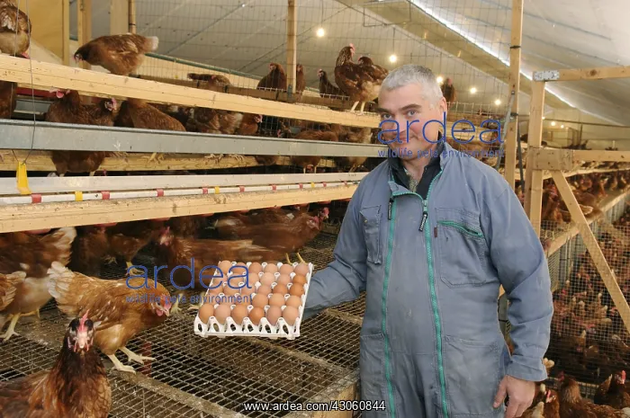 : Eric Walger harvest the eggs in the henhouse : Eric Walger harvest the eggs in the henhouse