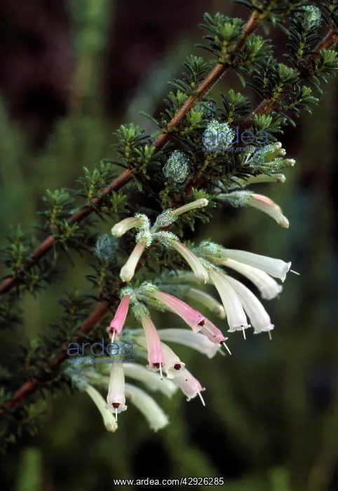 : Erica glandulosa - in flower : Erica glandulosa - in flower