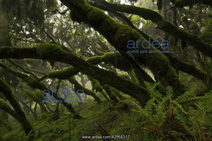 : Erica and Hypericum forest : Erica and Hypericum forest