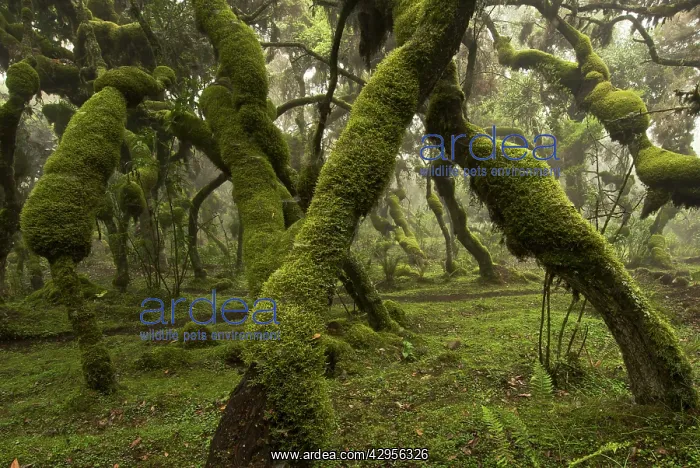 : Erica and Hypericum forest : Erica and Hypericum forest