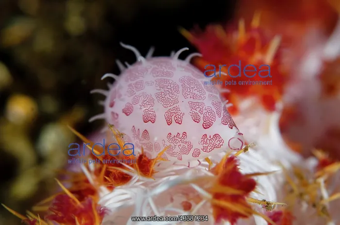 : Erica's Egg Shell - feeding on Glomerate Tree Coral : Erica's Egg Shell - feeding on Glomerate Tree Coral
