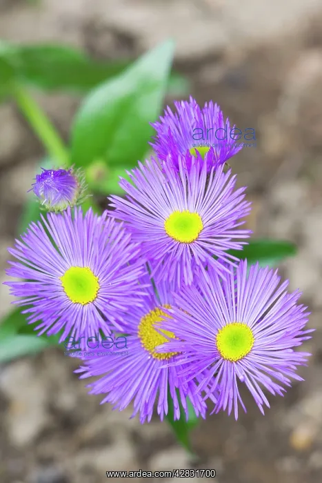 : Erigeron / Dunkelste Aller 'Darkest of All' Flowers : Erigeron / Dunkelste Aller 'Darkest of All' Flowers
