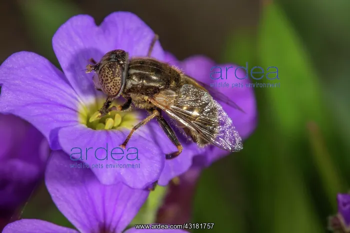 : Eristalinus sepulchralis (Eristalinus sepulchralis) : Eristalinus sepulchralis (Eristalinus sepulchralis)