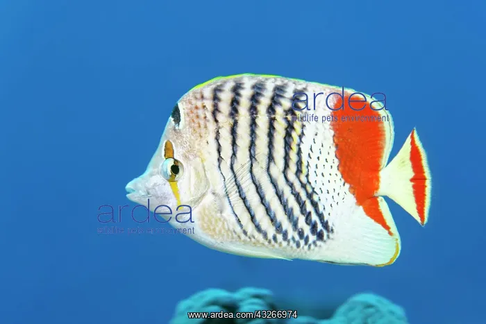: Eritrean butterflyfish (Chaetodon paucifasciatus) : Eritrean butterflyfish (Chaetodon paucifasciatus)