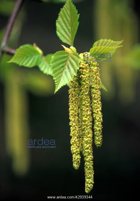 : Erman's Birch Catkins - April : Erman's Birch Catkins - April