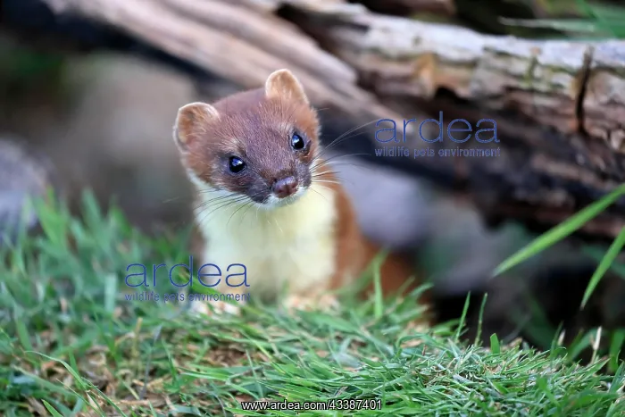 : Ermine (Mustela erminea), big weasel, stoat, adult, a : Ermine (Mustela erminea), big weasel, stoat, adult, a