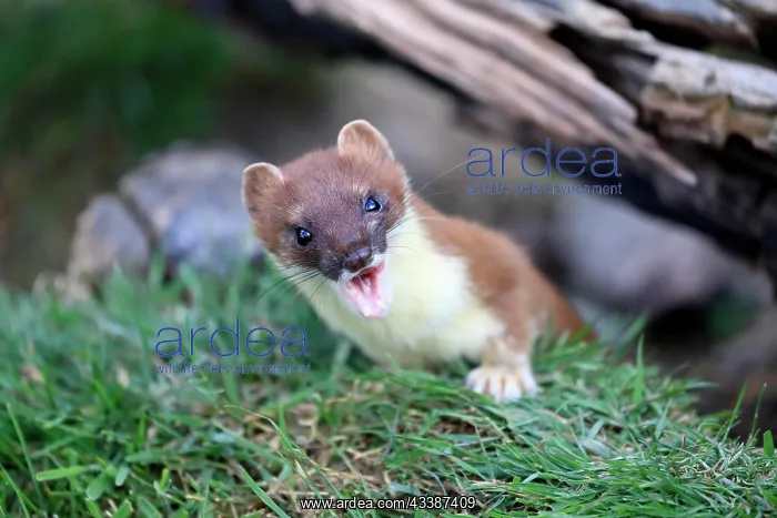: Ermine (Mustela erminea), Greater Weasel, stoat, a : Ermine (Mustela erminea), Greater Weasel, stoat, a
