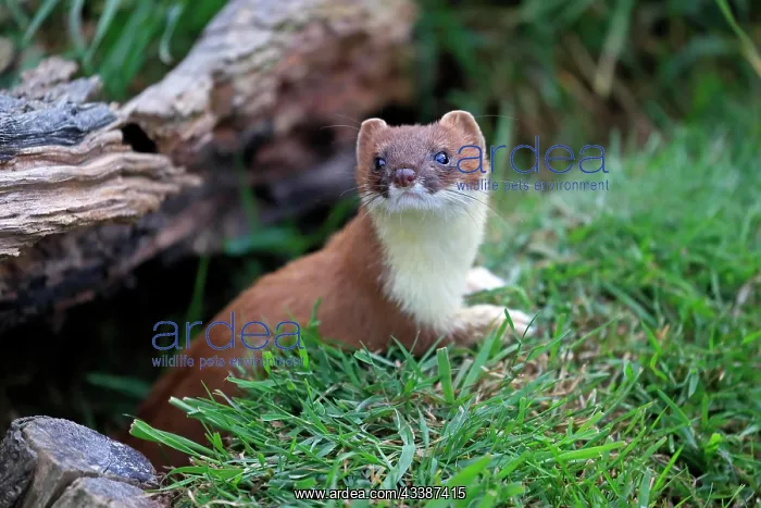 : Ermine (Mustela erminea), Greater Weasel, stoat, a : Ermine (Mustela erminea), Greater Weasel, stoat, a