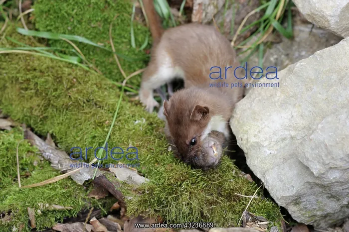 : Ermine (Mustela erminea) and its prey: Europpean : Ermine (Mustela erminea) and its prey: Europpean