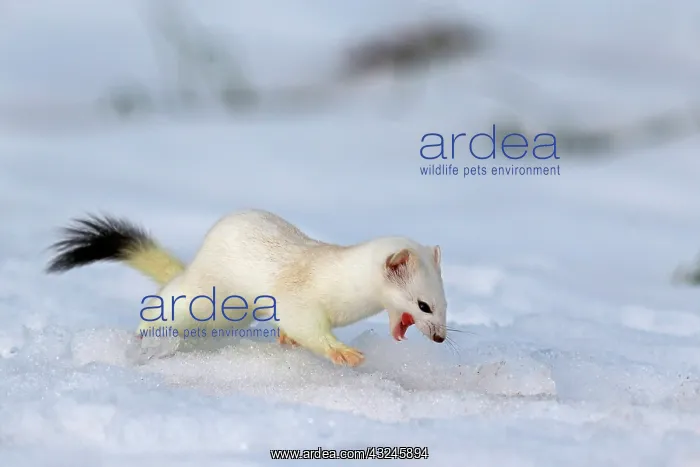 : Ermine ( Mustela erminea ) in white coat of winter : Ermine ( Mustela erminea ) in white coat of winter