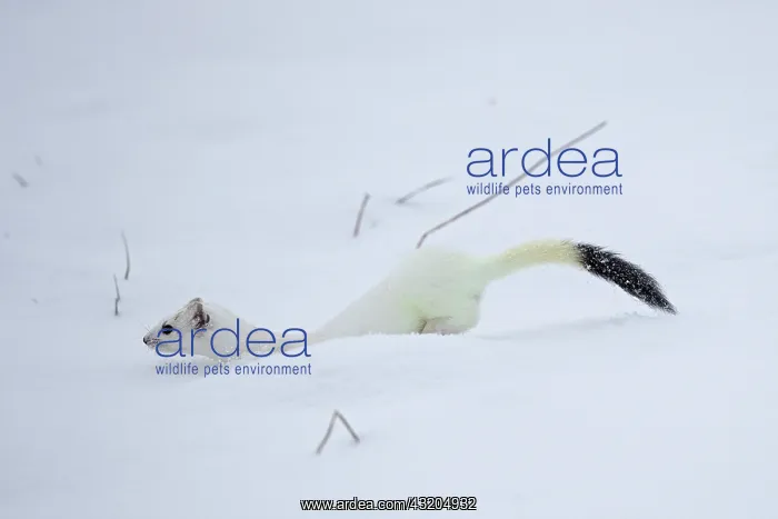 : Ermine (Mustela erminea) in winter coat, in the : Ermine (Mustela erminea) in winter coat, in the