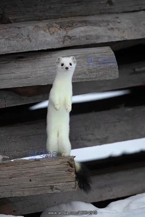 : Ermine (Mustela erminea) in winter coat, in a woodpile : Ermine (Mustela erminea) in winter coat, in a woodpile
