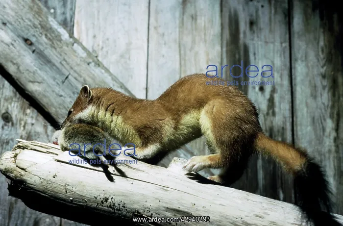 : Ermine with prey (lemming) in abandoned winter : Ermine with prey (lemming) in abandoned winter