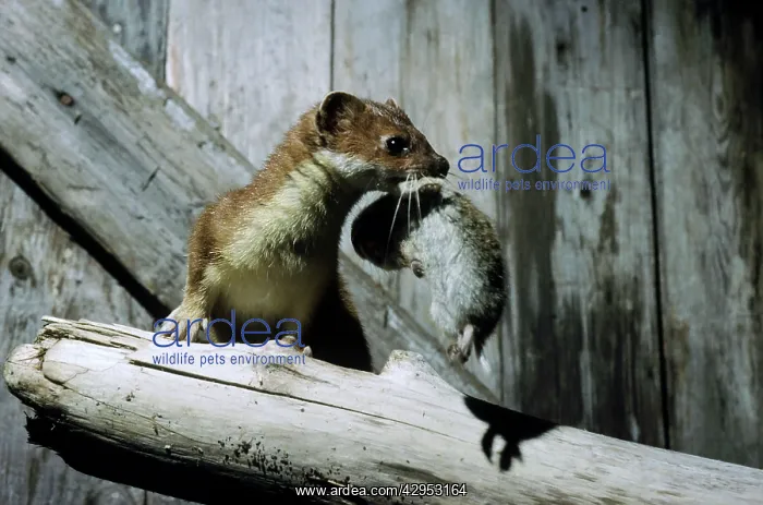  : Ermine with prey (lemming) in abandoned winter